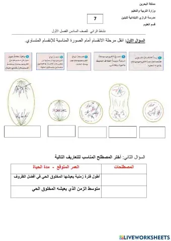 خطوات الانقسام المتساوي