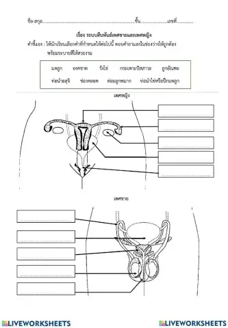 ระบบสืบพันธุ์