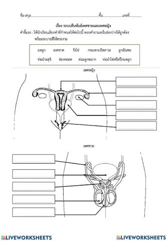 ระบบสืบพันธุ์