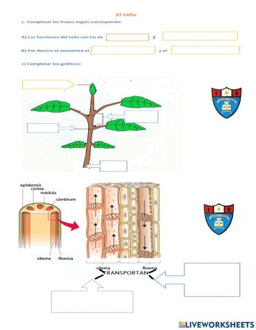 Las plantas: El Tallo.