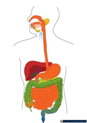 Órganos que intervienen en el proceso de nutrición