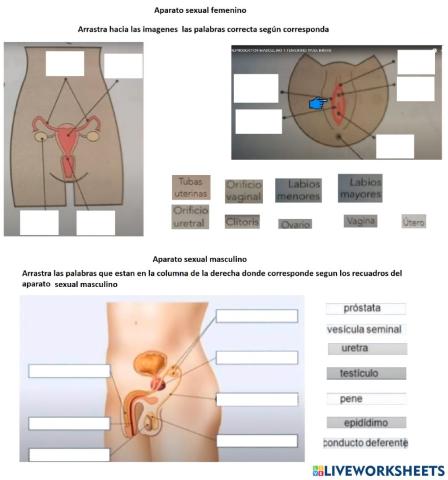 Funcionamiento de aparatos sexuales masculino y femenido