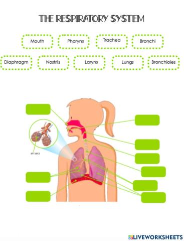 The respiratory System