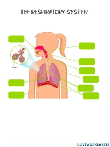 The respiratory System