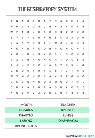 Respiratory System wordsearch