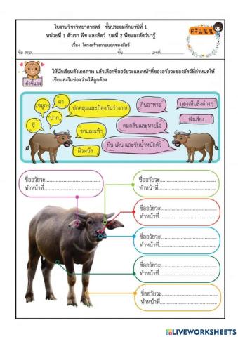 หน้าที่อวัยวะของสัตว์