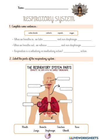 Respiratory system