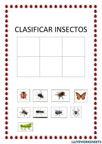 Clasificacion insectos