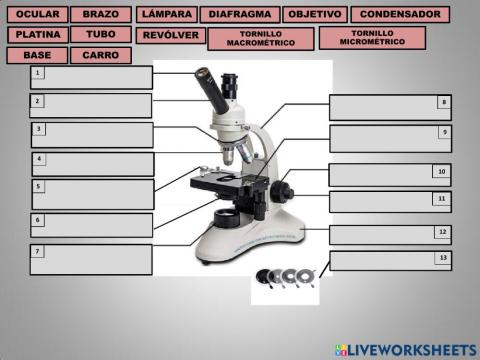 Partes del microscopio