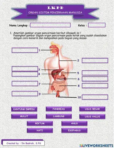 LKPD Organ Pencernaan Manusia