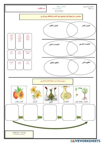 دورة حياة النبات الزهري
