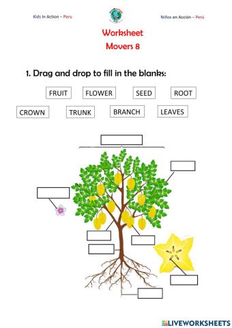 MOVERS 8 - Class 1 - The plants and trees