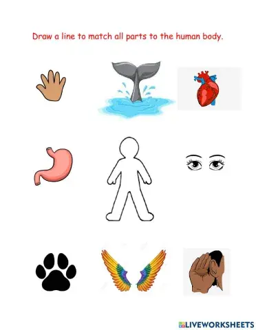 Internal Parts of the Body