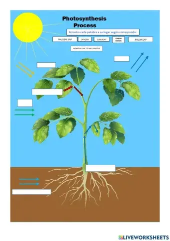 Photosynthesis process