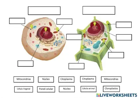 Célula animal y vegetal. PT