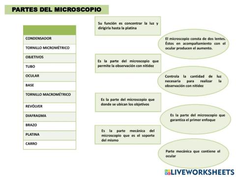 Función de cada parte del microscopio