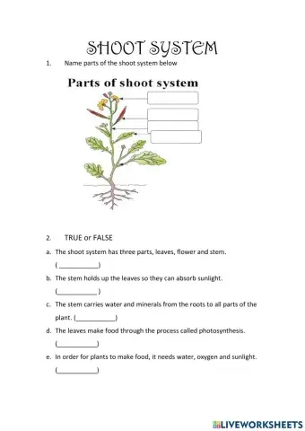 Shoot system