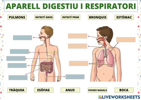 Aparell digestiu i respiratori