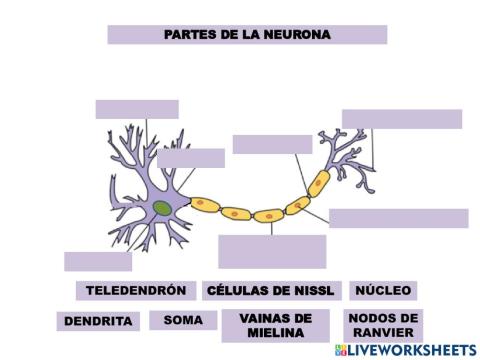 Partes de la neurona