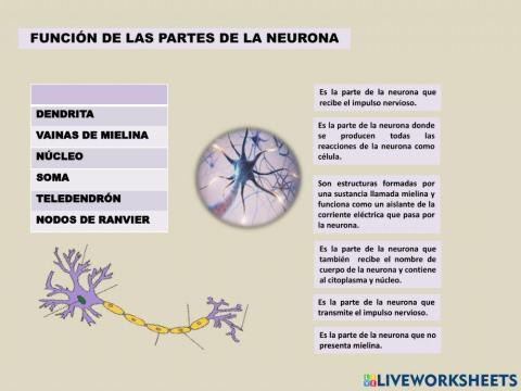 Funcion de las partes de la neurona