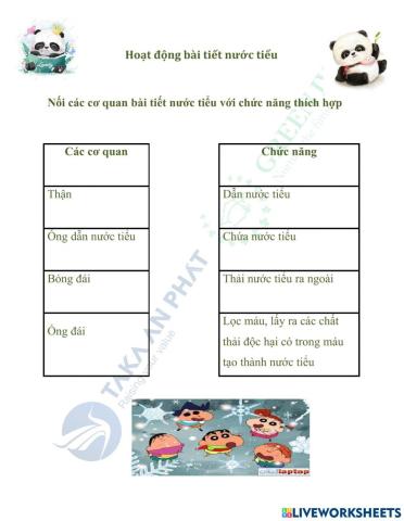 Hoạt động bài tiết nước tiểu