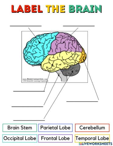 Parts of the Brain