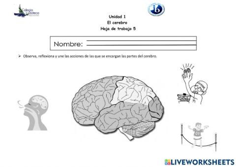 El cerebro