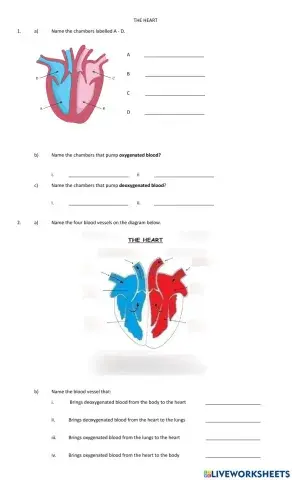 Heart structure