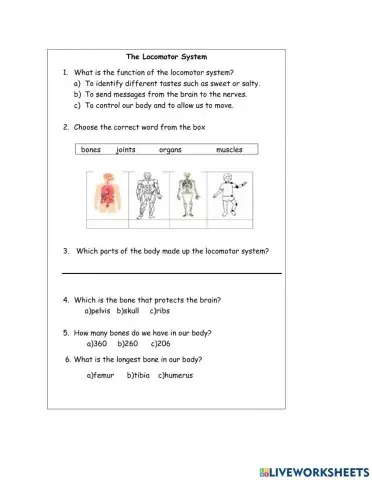 The Locomotor System
