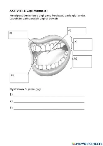 Gigi Manusia Tahun 3