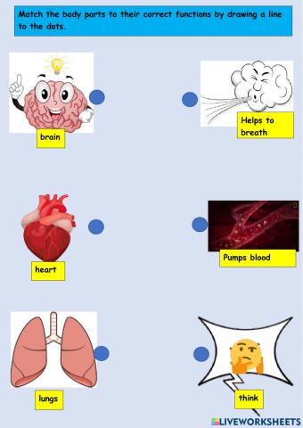 Functions of the Brain, Heart, and Lungs