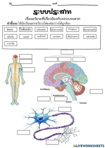 อวัยวะเกี่ยวกับระบบประสาท
