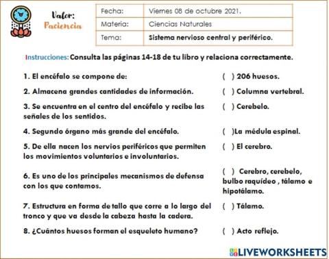 Sistema nervioso central y periférico