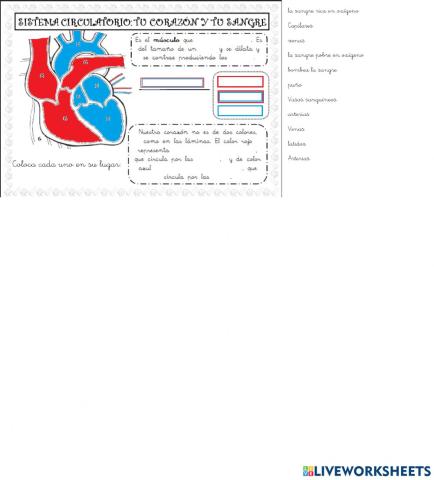 Sistema circulatorio: tu corazón y tu sangre