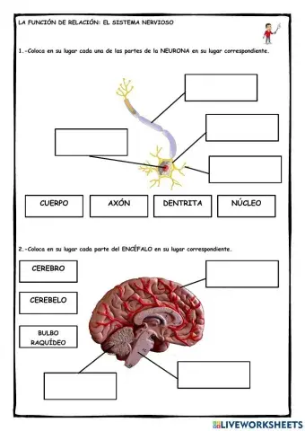 La neurona y el encéfalo