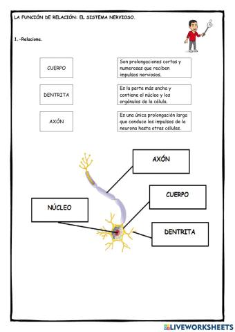 La neurona y el encéfalo (funciones)