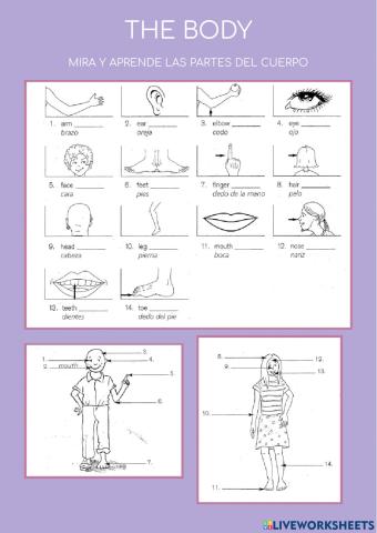 Vocabulario el cuerpo