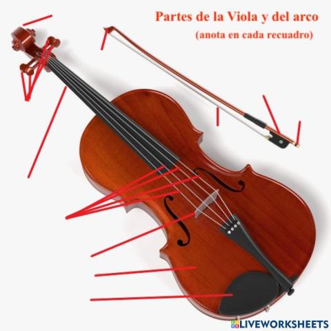 Partes de la viola y del arco