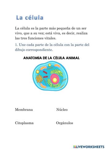 La célula