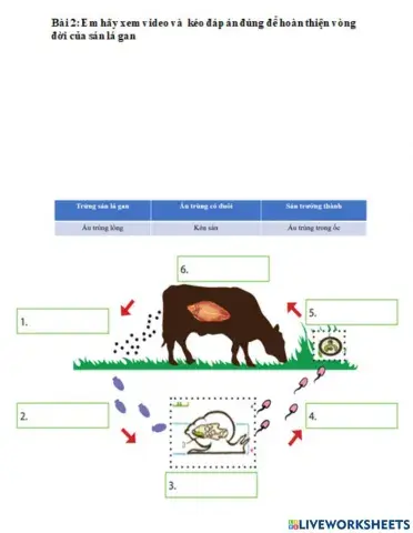 Vòng đời của sán lá gan
