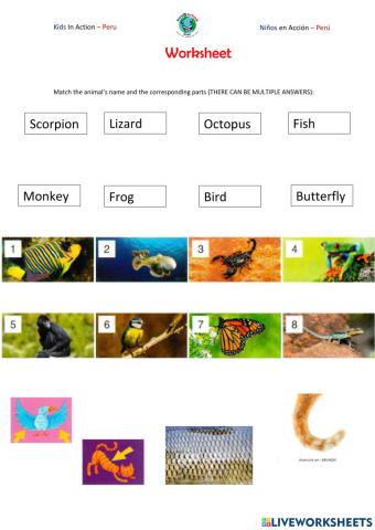 MOVERS 8 - Class 2 - Animals and their parts