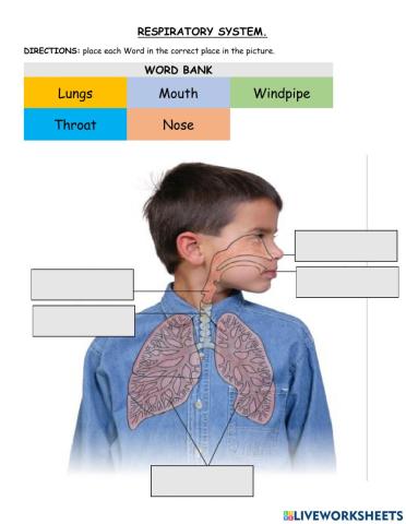 Respiratory System