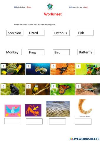 MOVERS 8 - Class 2 - Animals and their parts