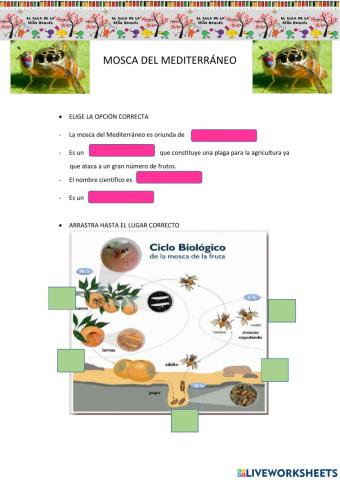 Mosca del Mediterráneo