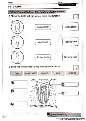 Teeth