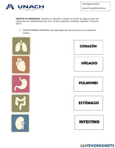 Órganos del cuerpo humano