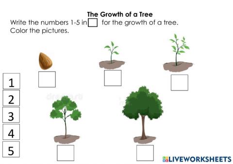 The Growth of a Tree