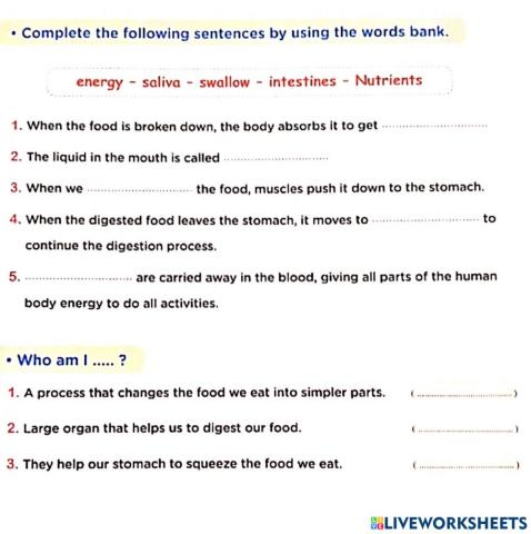 Digestion process p.g53