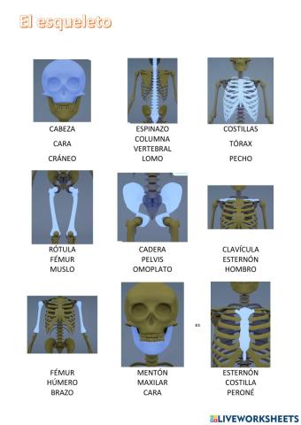 Aprende el esqueleto