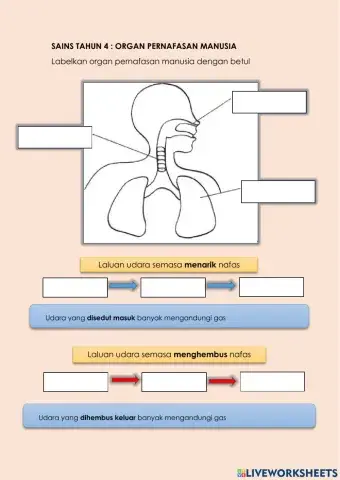 Sains tahun 4 : Organ Pernafasan Manusia